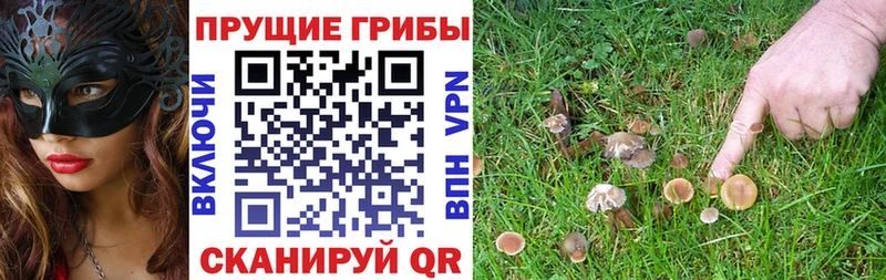 Галлюциногенные грибы Psilocybine cubensis  Купить закладки  Чишмы 